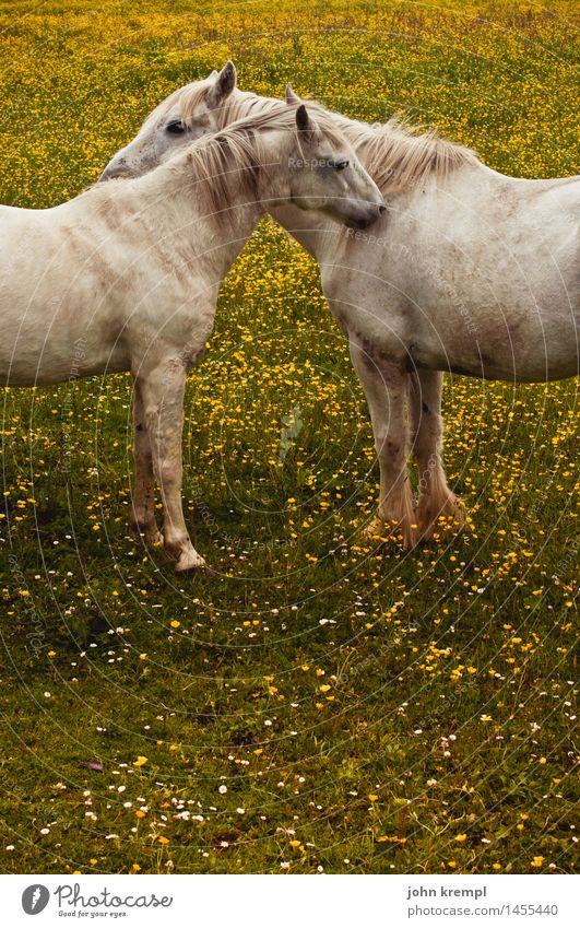 More cuddling Nature Plant Flower Meadow Scotland Horse 2 Animal Love Friendliness Together Happy Cuddly Kitsch Joie de vivre (Vitality) Trust