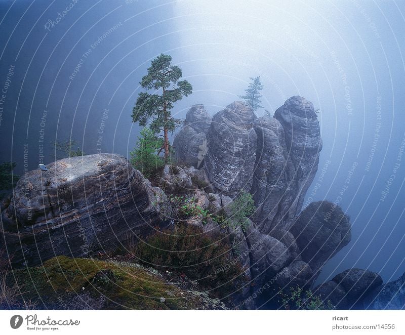 one morning Fog Elbsandstein region Morning Impression Mountain Rock Dawn