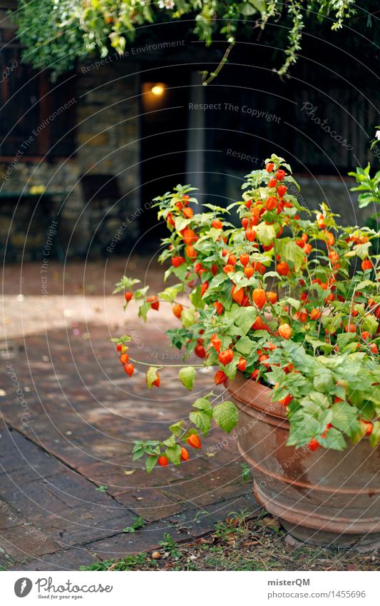 Kitchen view. Nature Esthetic Garden Idyll Terrace Italy Plant Mediterranean Colour photo Multicoloured Exterior shot Experimental Abstract Deserted