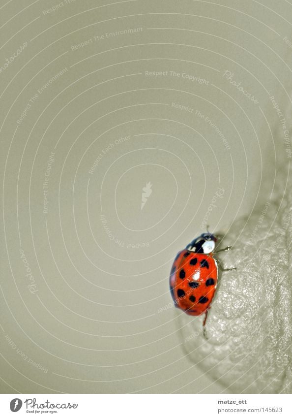 climbing mexe Ladybird Chest Beetle Insect Macro (Extreme close-up) Animal Close-up