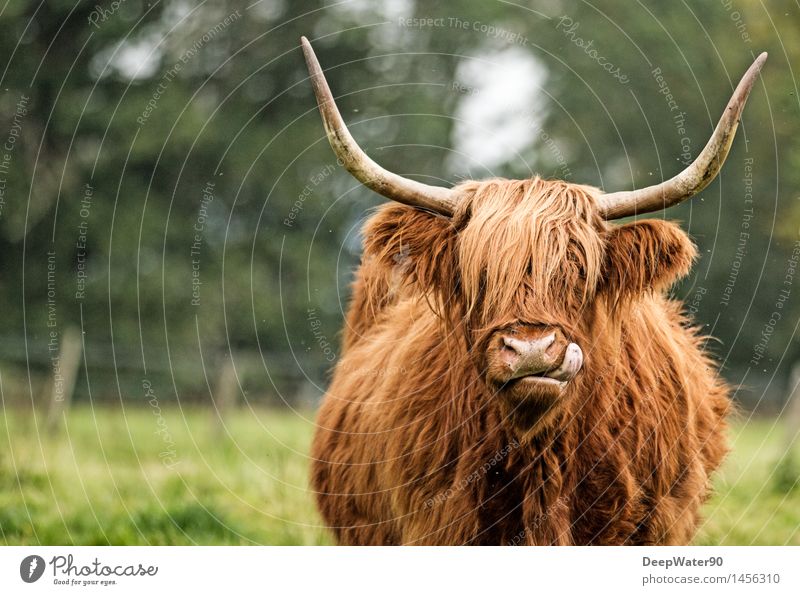 yummy Nature Landscape Autumn Plant Grass Wild plant Field Animal Farm animal Cow Animal face Pelt 1 Eating Feeding Threat Funny Near Curiosity Voracious