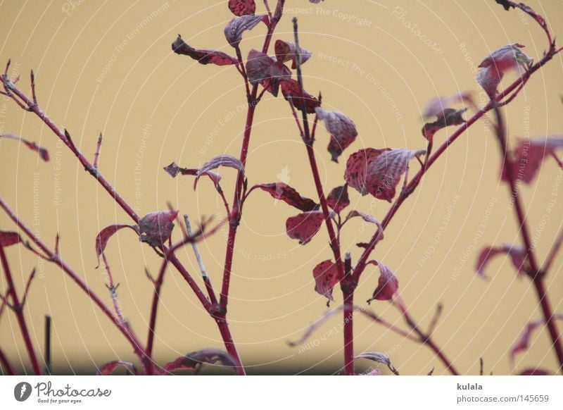 autumn colouring Summer Nature Plant Animal Autumn Weather Bushes Leaf Brown Red Grief Death Distress Transience Autumnal colours Beige Background picture