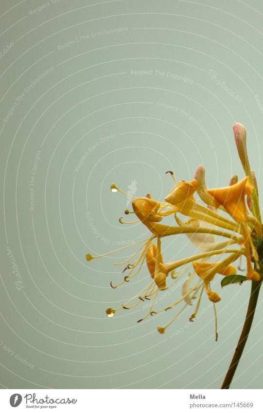 Summer's End Flower Blossom Yellow Rain Drops of water Stalk Calyx Wet Gray Clouds Bad weather Autumn Small Fine Delicate Noble Elegant Beautiful