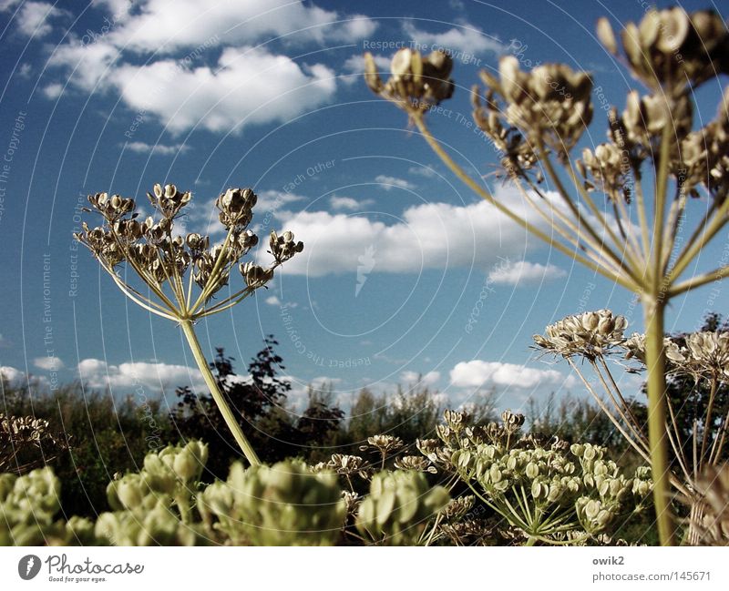 Late summer Beautiful Environment Nature Landscape Plant Animal Air Sky Clouds Horizon Autumn Climate Beautiful weather Wild plant Meadow Movement To swing