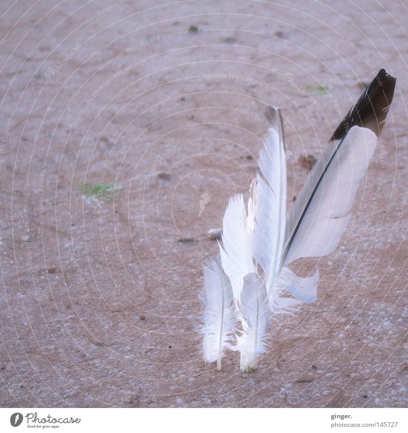 United Fantasy Work of art Earth Sand Strong Dry Red Black White Peaceful Colour Hard Salt  lake Salty Feather Smooth Delicate Pastel tone Arranged