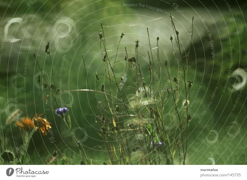 Good morning view Horticulture Morning Autumn Spider Drops of water Dew Fog Sunrise Wet Water Beautiful Esthetic Fantastic Wonderful Glittering Reflection