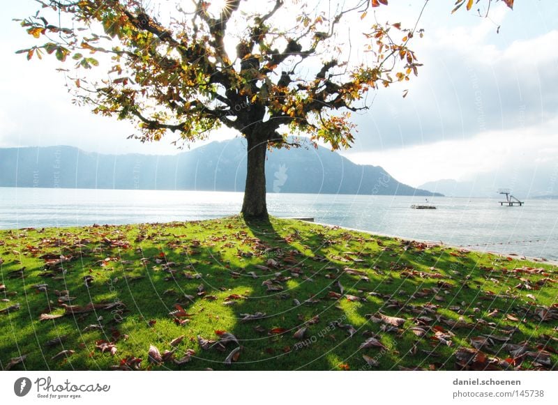 Autumn 3 Tree Leaf Lake Mountain Switzerland Lake Lucerne Colour American Sycamore Twigs and branches Tree trunk Seasons Light Yellow Orange Brown Green