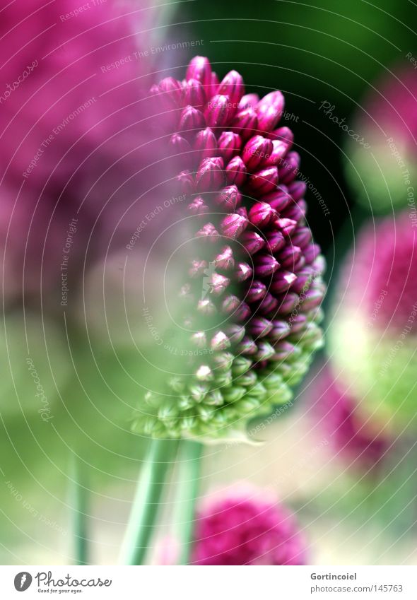 focus Summer Environment Nature Plant Spring Flower Blossom Exotic Round Green Violet Pink Bud Depth of field Blur Drum stick hose Allium sphaerocephalon