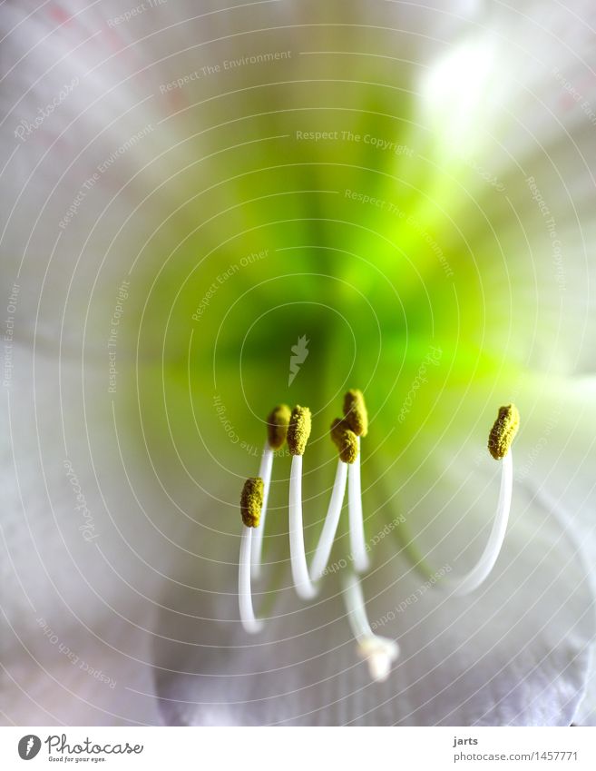 blossoming Plant Flower Leaf Blossom Foliage plant Blossoming Fragrance Exotic Fresh Natural Green White Nature Amaryllis Colour photo Deserted Copy Space left