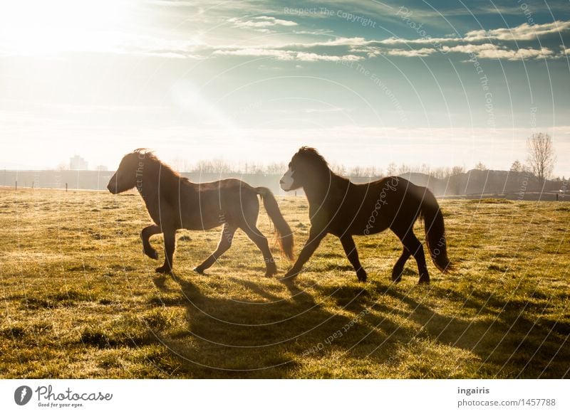 paddock tour Nature Landscape Sky Clouds Horizon Sun Tree Pasture Animal Farm animal Horse Iceland Pony 2 Movement Walking Illuminate Jump Esthetic Fantastic