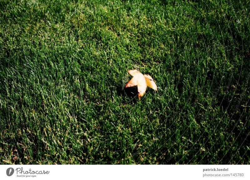 [HH08.3] Leaf on grass, fallen. Autumn Lawn Meadow Yellow Green Summer Indian Summer September October Sunday Grass Maple tree Harvest