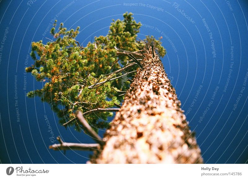 A long drought ;-) Colour photo Multicoloured Exterior shot Day Shallow depth of field Wide angle Upward Life Summer Sky Beautiful weather Tree Line Thin Tall