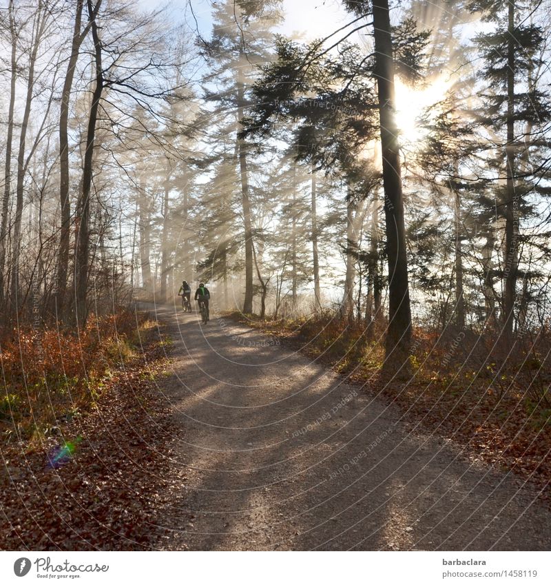 On the road by bike Cycling 2 Human being Environment Nature Landscape Sky Sunlight Climate Beautiful weather Forest Lanes & trails Driving Illuminate Moody Joy