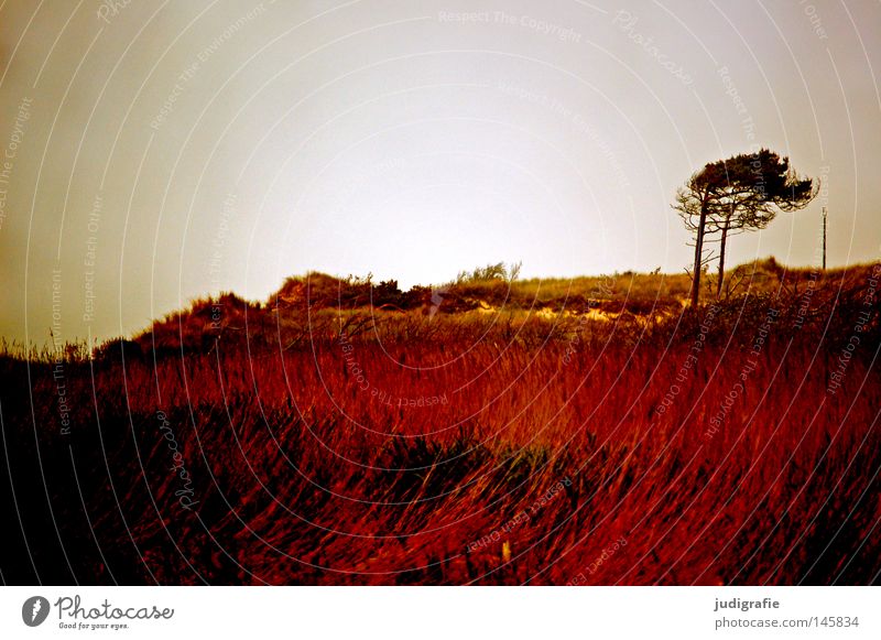 western beach Western Beach Baltic Sea Darss Ocean Coast Tree Wind cripple Beach dune Grass Evening Red Relaxation Nature Environment Colour fischland darß Dusk