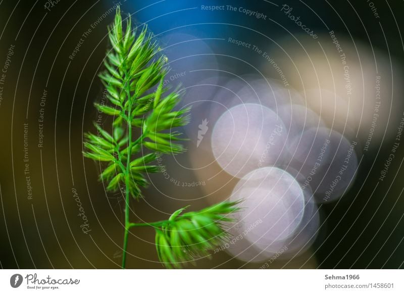 Grass in spring with water reflections Nature Landscape Plant Animal Water Sun Spring Summer Beautiful weather Flower Bushes Meadow River bank Brook Touch