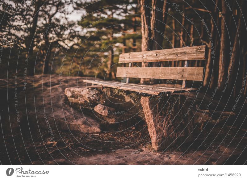 idyllic Nature Landscape Plant Summer Beautiful weather Tree Forest Rock Relaxation Idyll Bench Tree trunk Colour photo Exterior shot Deserted Evening Twilight