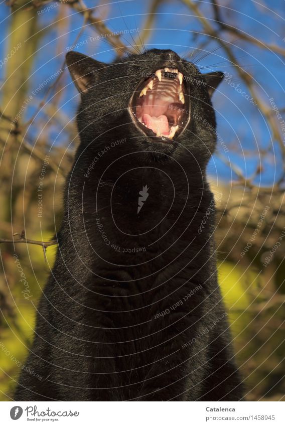 Yawning black cat Animal Pet Farm animal Cat 1 Teeth Tongue Muzzle palate Throat Sleep naturally Pink Black Fatigue Threat Colour photo Multicoloured