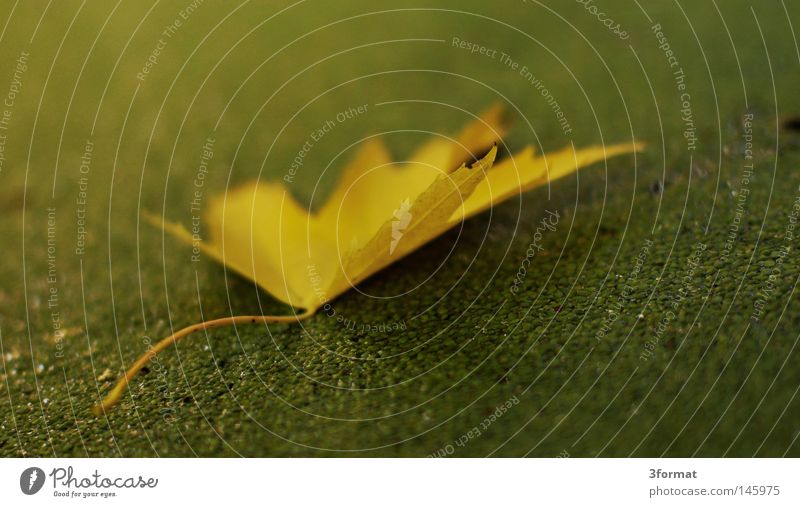 autumn day Water lentil Algae Plant Sudden fall To fall Empty Expectation Loneliness Boredom Far-off places Calm Dew Sunrise Morning Soft Green Park Green space