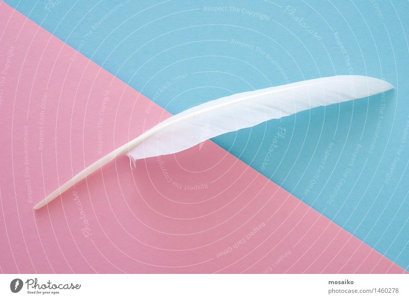 white feather on blue and pink paper background Lifestyle Luxury Elegant Style Beautiful Personal hygiene Wellness Harmonious Well-being Senses Relaxation Calm