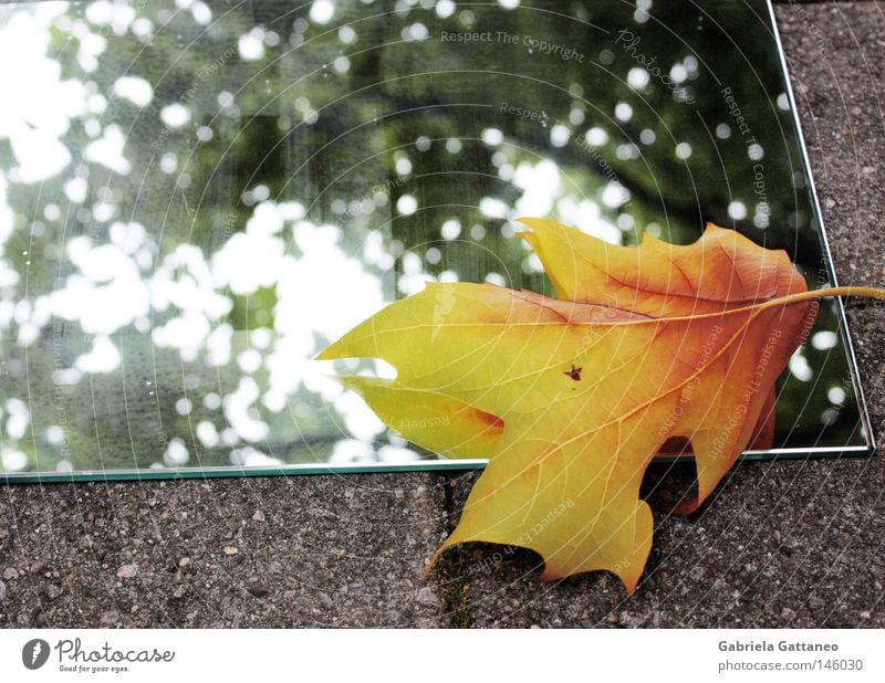 When autumn looks at itself in the mirror Mirror Autumn Winter Touch Leaf Yellow Gray Green Red Maple tree Tree Hissing Branchage Floor covering Multicoloured