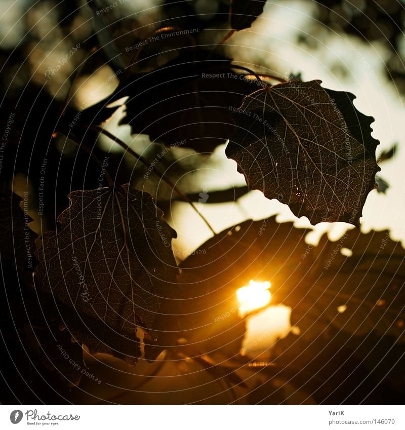 autumnal Autumn Light Leaf Sunlight Sunset Evening Late Physics Tree Bushes Format Partially visible Square Rectangle Leaf green Vessel Yellow Red Seasons Dusk