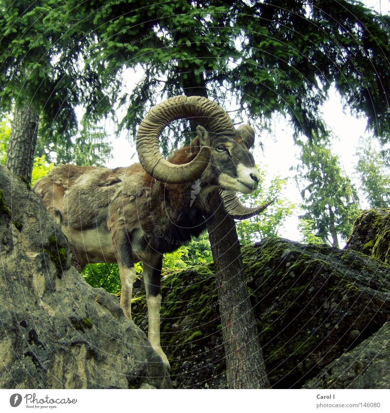 Aries Park Animal Pelt Spring Fir tree Buck Masculine Antlers Forest Green Tree trunk Gray Rock Switzerland Wilderness Wild animal Signs of the Zodiac Stand