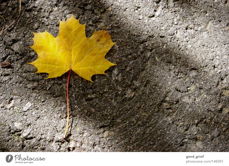 single Autumn Leaf Maple tree Maple leaf Yellow Asphalt Sunbeam Pattern Loneliness Sunlight Grief Distress Street Lanes & trails Floor covering Stalk