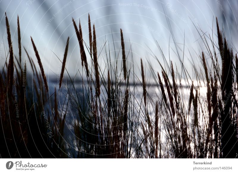 we.had.no.wine.but.at.least.life. Blur Grass Blade of grass Beach dune Dune Dune du Pyla Stripe Watercraft Fisherman Assassin Bordeaux France Southern France