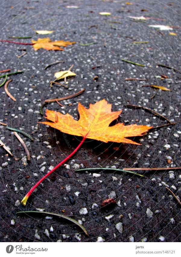 kurparkweg Autumn Leaf Autumn leaves Multicoloured Park Spa gardens Colour Lanes & trails Street jarts