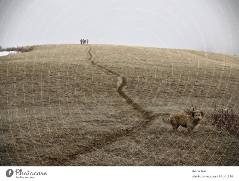 lonely Trip Far-off places Human being 4 Nature Landscape Animal Elements Sky Clouds Autumn Climate Bad weather Fog Snow Grass Meadow Pet Wild animal Dog 1