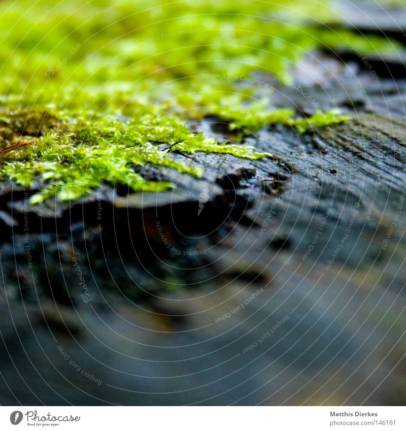 moss-free Grass Foliage plant Algae Natural growth Dull Tree stump Autumn Square Damp Plant Botany Glimmer Glow Gray Rain Depth of field Blur Virgin forest