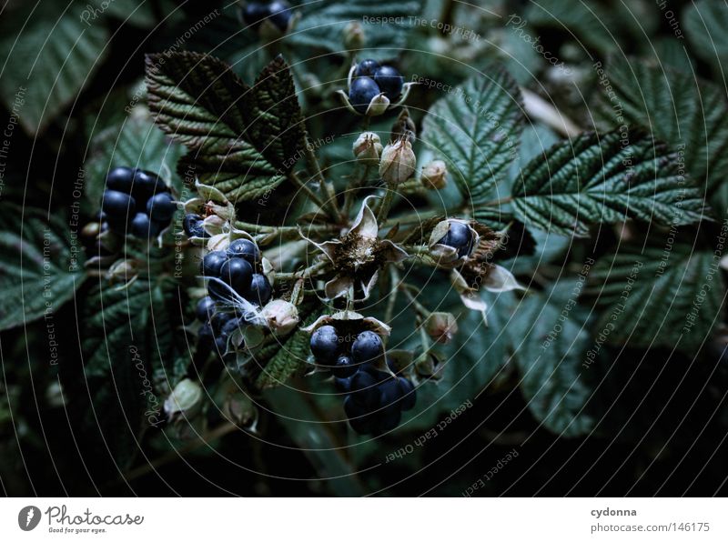 snack bar Berries Blackberry Fruit Nutrition Food Nature Growth Harvest Process Product Healthy Vitamin Leaf Blue Sense of taste Detail Macro (Extreme close-up)