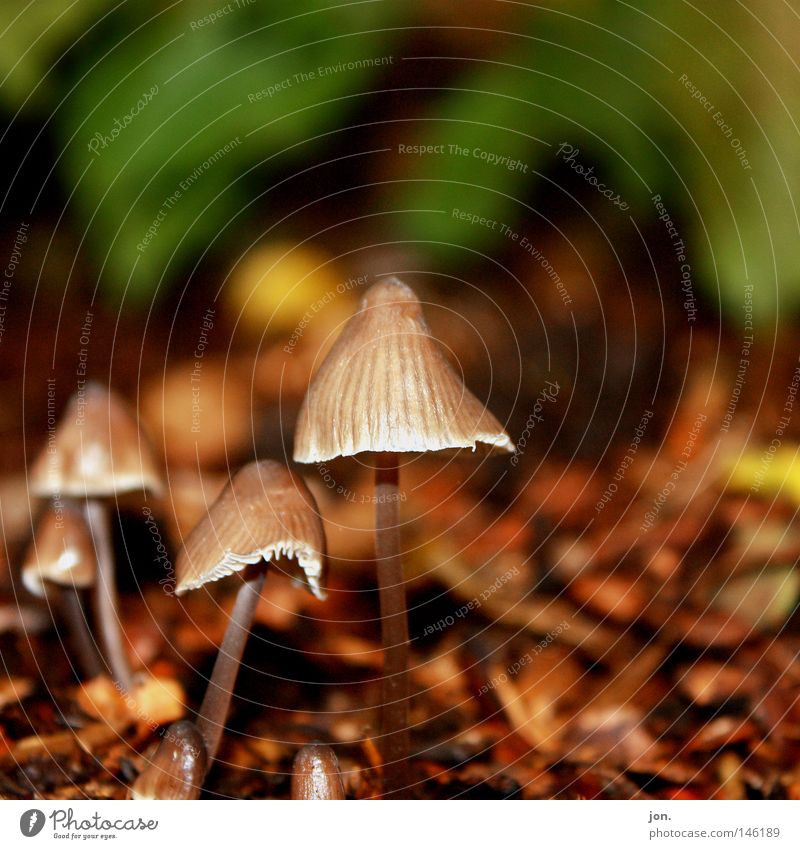 mushroom harvest Autumn October Seasons Collection Search Mushroom Weather Harvest