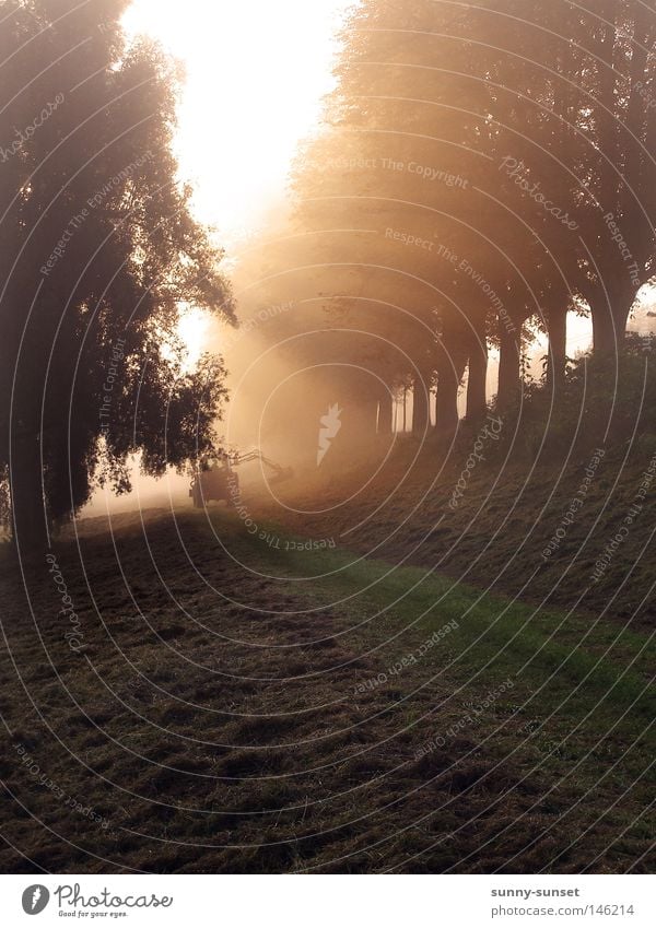 morning fog Sunrise Fog Sunbeam Tractor Tree Meadow Beautiful weather Radiation Morning Dawn