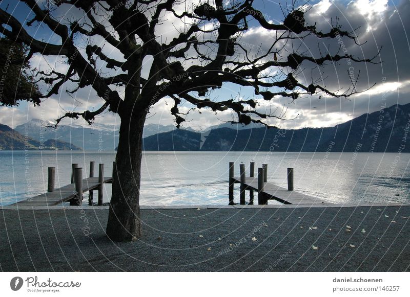 autumn lake Autumn Calm Water Mountain Alps Swiss Alps Switzerland Lake Vantage point Loneliness Tree Branchage Twigs and branches Leaf Clouds Sky Gray