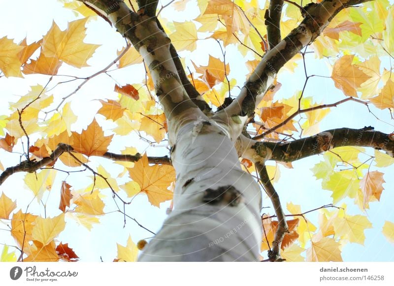 Autumn 6 Tree Leaf Perspective Colour American Sycamore Branchage Twigs and branches Tree trunk Seasons Light Yellow Orange Brown Green Blue Cyan Sky Transience