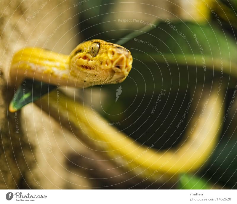 little kisses Zoo Animal Snake Scales 1 Threat Curiosity Brown Yellow Green Black 2015 Wiggly line Colour photo Close-up Deserted Copy Space bottom Twilight