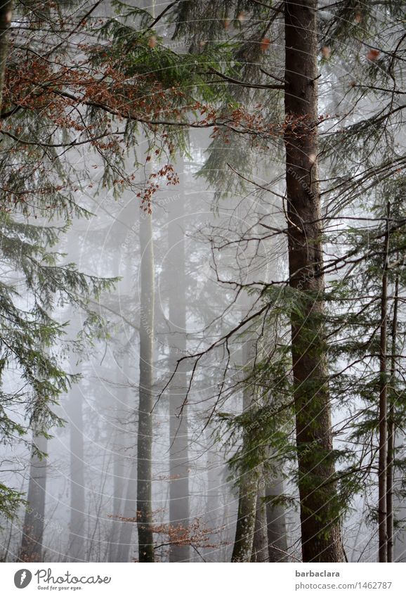 Fairy tale | Hansel und Gretel Nature Landscape Autumn Winter Climate Fog Forest Dark Creepy Moody Fear Emotions Calm Senses Environment Colour photo