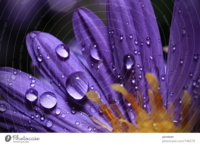 October rain Flower Blossom Macro (Extreme close-up) Wet Violet Magenta Summer Growth Beautiful Autumn Yellow Close-up Thunder and lightning Rain Drops of water