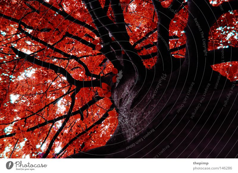 autumn Tree Branchage Twigs and branches Brown Red Structures and shapes Arrangement Wood Wood grain Texture of wood Tree bark Leaf Autumn Seasons Forest Sky