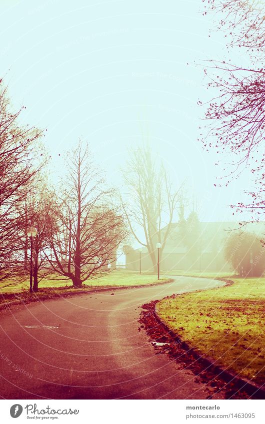 always straight ahead Environment Nature Landscape Elements Earth Sky Cloudless sky Sunlight Autumn Climate Beautiful weather Fog Tree Bushes Park Meadow