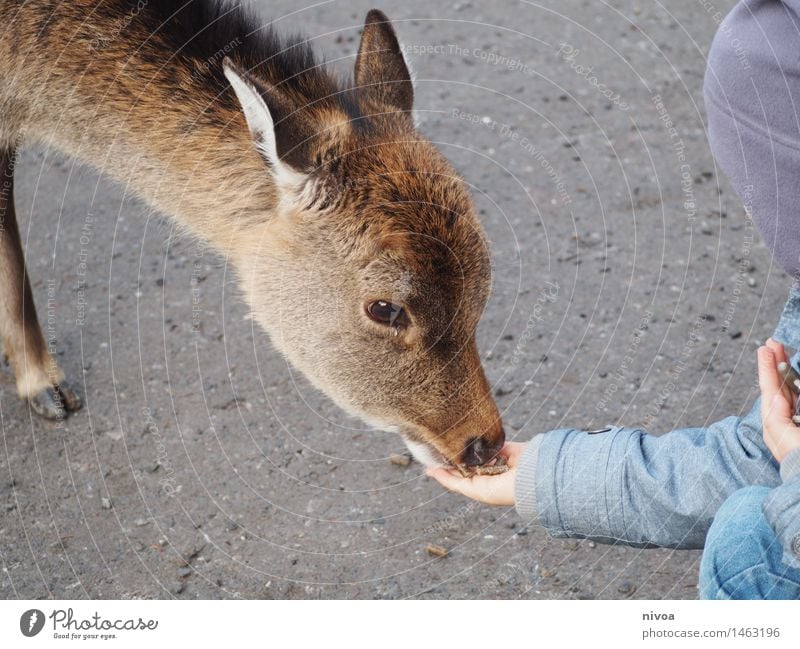 Deer II Food Eating Trip Adventure Masculine Child Boy (child) 1 Human being 3 - 8 years Infancy Zoo Nature Lanes & trails Coat Cap Animal Wild animal Pelt