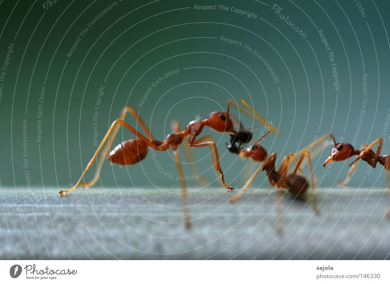 jealousy about food Logistics Animal Virgin forest Ant 3 Group of animals To feed Argument Together Red Death Appetite Envy Teamwork Food envy Feed Prey Orange