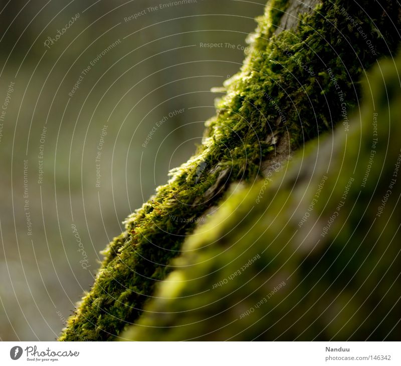 waves Moss Nature Exterior shot Green Structures and shapes Wavy line Calm Peace Authentic Maturing time Plant Soft Delicate Cuddly Overgrown Shabby Beautiful