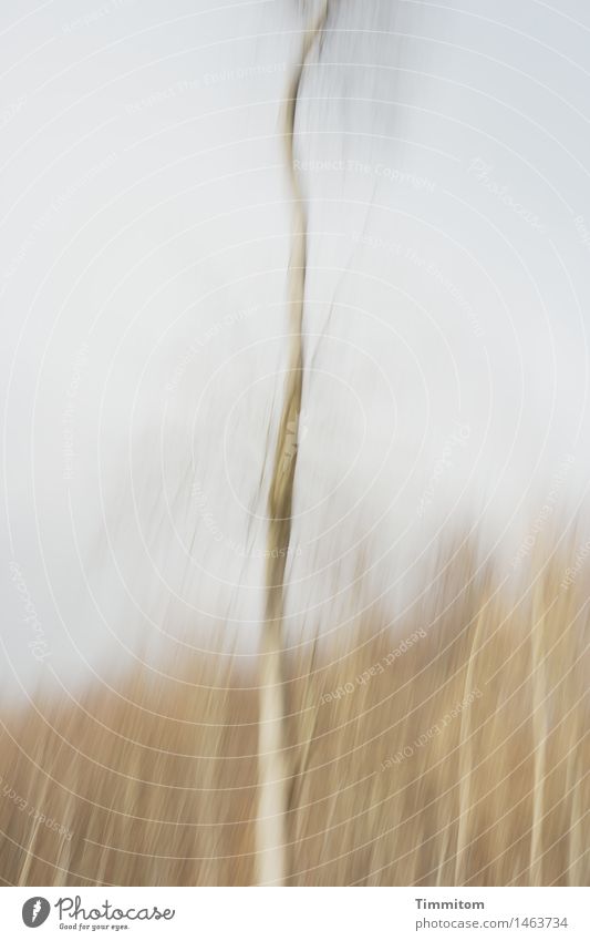 Outstanding. Nature Sky Autumn Tree Forest Stand Growth Esthetic Tall Bleak Tree trunk Stick out Colour photo Exterior shot Deserted Day Motion blur