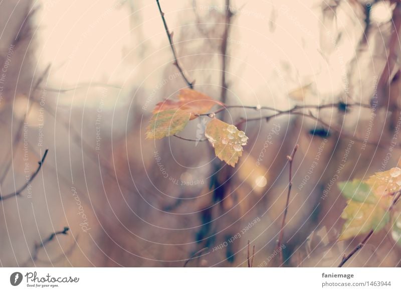 matinée hivernale I Nature Plant Water Drops of water Autumn Winter Tree Leaf Beautiful Damp Fog Smoke Brown Light brown Branch Twigs and branches Orange Yellow