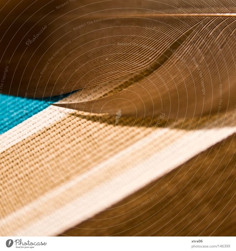 feather on multicolored Feather Cloth Striped Brown Blue Turquoise Things Tablecloth