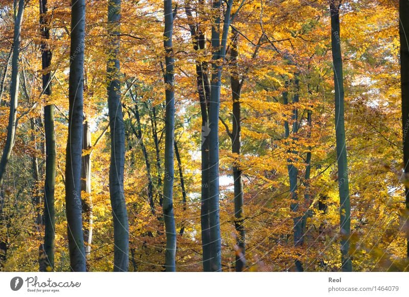 autumn colours Environment Nature Landscape Plant Elements Sunlight Autumn Bad weather Tree Leaf Wild plant Woodground Tree trunk Leaf canopy Forest