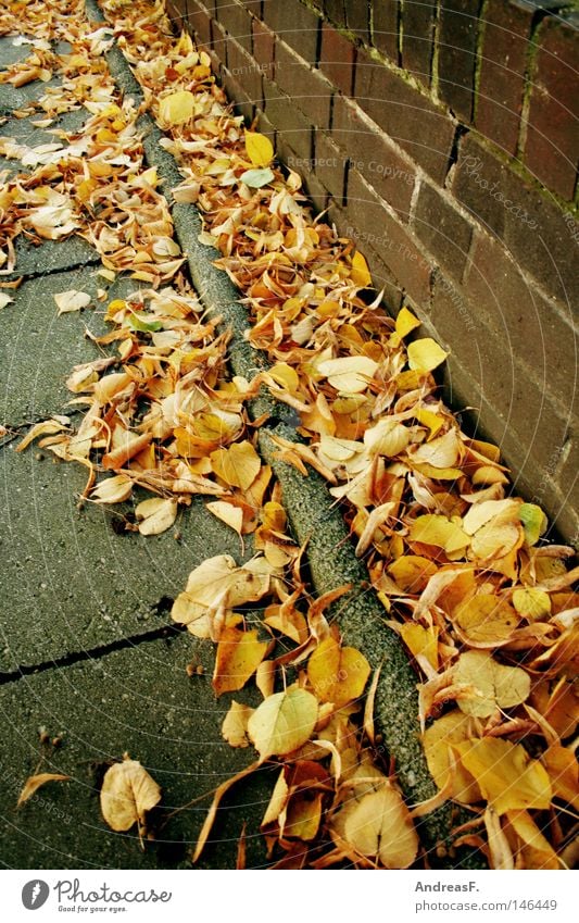 October Autumn Leaf Autumn leaves Street corner Roadside Dirty Sweep Janitor Street cleaning Lime tree Lime leaf Orange Wall (building) Sidewalk Footpath