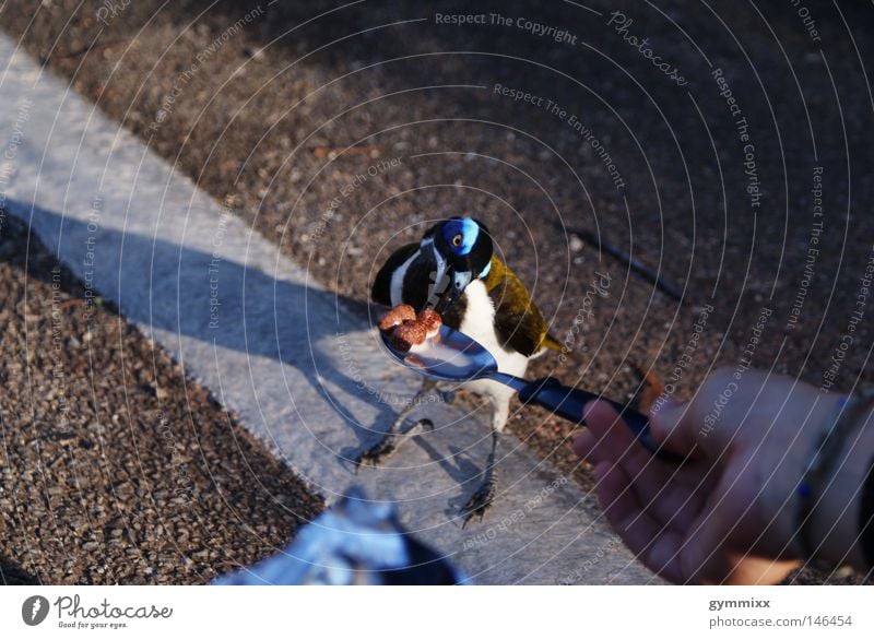 well-behaved Bird Nature Australia Travel photography Peace Feeding Trust Decide Appetite Exterior shot Living thing Street Macro (Extreme close-up) Candy